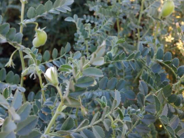 Regi&atilde;o de Dourados tem geada, temperatura negativa e frio recorde no ano