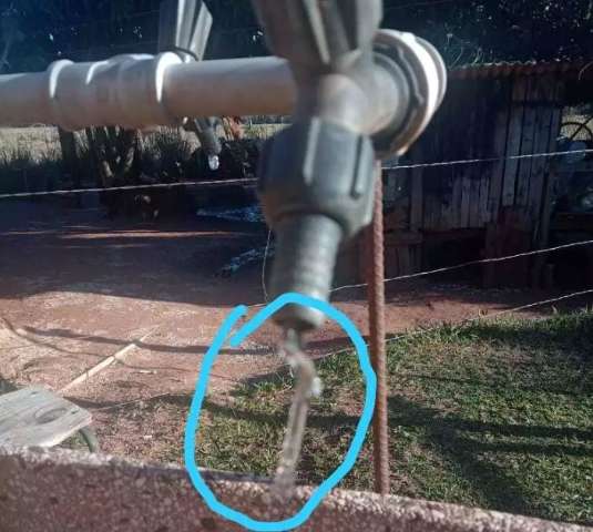 &Aacute;gua congela na torneira e pato em lagoa vira mensagem motivacional com -11&ordm;C