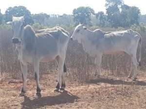 &Agrave; merc&ecirc;, 70 cabe&ccedil;as de gado s&atilde;o encontradas sem comida em pasto degradado