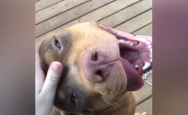 Guarda de madeireira, pitbull Cacau &eacute;  &quot;sequestrada&quot; e at&eacute; resgate j&aacute; pediram