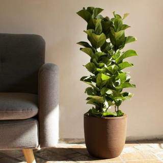 A planta exposta à luz solar. (Foto: Reprodução/Pinterest)