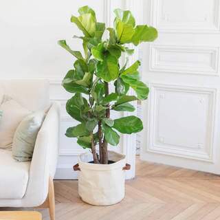 Ficus Lyrata de médio porte cultivada em um vaso dentro de casa. (Foto: Reprodução/Pinterest)