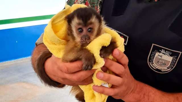 Motorista socorre filhote de macaco-prego atropelado em rodovia
