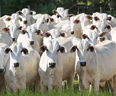 Carne bovina: exportação recorde e arroba com preços estáveis