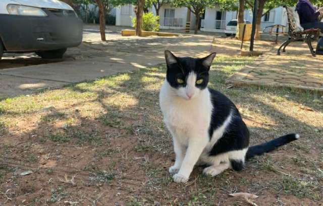 &quot;Frajola&quot; &eacute; bode expiat&oacute;rio, dizem moradores sobre gato que divide condom&iacute;nio 