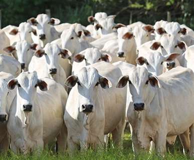 Carne bovina: exportação recorde e arroba com preços estáveis