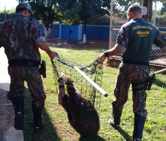 De gamb&aacute; em lavadora a capivara no arm&aacute;rio, quase 8 s&atilde;o resgatados por dia