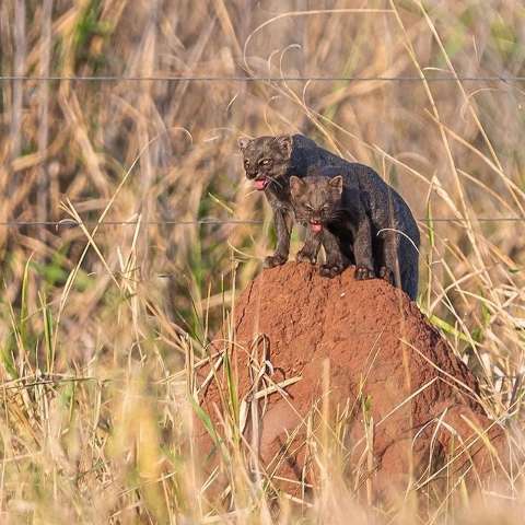 Esp&eacute;cie em extin&ccedil;&atilde;o, gato mourisco f&ecirc;mea e filhote s&atilde;o flagrados por fot&oacute;grafo