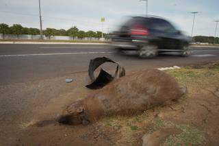 Capivara &eacute; atropelada em avenida marcada por abuso de velocidade 