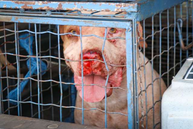 Ataque de pitbull acaba com pris&atilde;o de dono de pinscher 