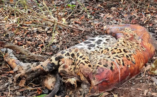 Carcaça de onça-pintada encontrada na região do pantanal corumbaense. (Foto: Pedro Nacib/Reprocon)