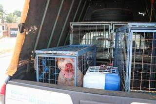 Ataque de pitbull acaba com pris&atilde;o de dono de pinscher 