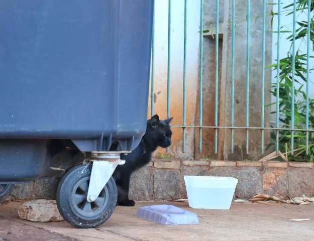 Superpopula&ccedil;&atilde;o de animais nas ruas &eacute; problema no seu bairro?