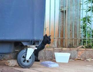 Em rua de Campo Grande, moradores alimentam gato. (Foto: Paulo Francis/Arquivo)