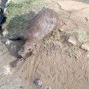 Capivara é atropelada em avenida marcada por abuso de velocidade