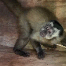 Macaco-prego entra em casa no Tiradentes e se esconde no quarto