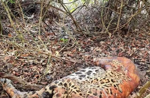 PF apreende celular para apurar suspeita de envenenamento de on&ccedil;as no Pantanal