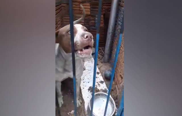 Mec&acirc;nico paga R$ 1,1 mil de fian&ccedil;a e &eacute; solto ap&oacute;s maus-tratos a pitbull 