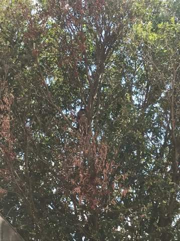 Macaco-prego aparece e quebra rotina de domingo em bairro