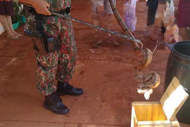Cobra de 2 metros &eacute; capturada em quintal de resid&ecirc;ncia na Capital