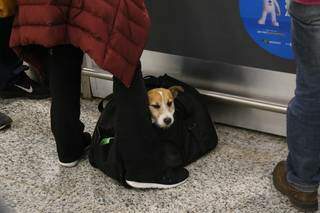 Viajante, um dos cãezinhos que latiu e interropeu discurso do ministro. (Foto: Paulo Francis)