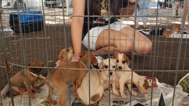 Feira de ado&ccedil;&atilde;o na prefeitura ter&aacute; 100 animais no pr&oacute;ximo s&aacute;bado