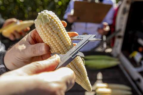 Ondas de frio derrubam produtividade do milho em 49% em MS