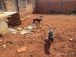 Cães em quintal de residência no Bairro Guanandi 2. (Foto: Decat/Divulgação)