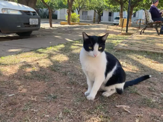 Gato, chamado de Frajola ou Mascote, que vive há quatro anos em condomínio no Tiradentes. (Foto: Direto das Ruas)