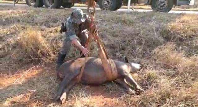 Policiais usam guincho para resgatar anta de 250 kg, atropelada na MS-487