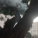 Árvore é incendiada por dentro e fumaceiro chama atenção na Rui Barbosa