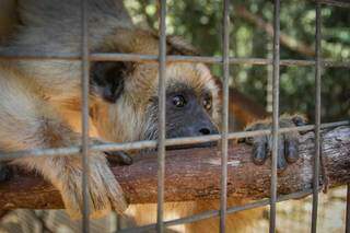 Macaco Bugio foi capturado na área central de Campo Grande. (Foto: Marcos Maluf)