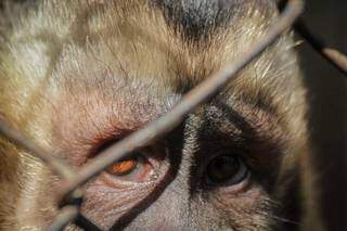 Macaco-prego observa atentamente a lente do fotógrafo. (Foto: Marcos Maluf)