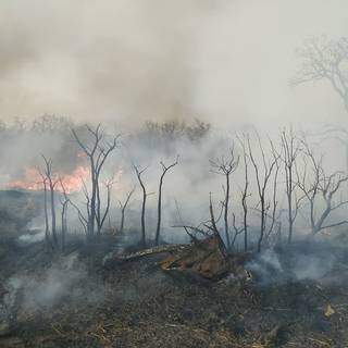 Após a queimada, o cenário é de destruição e cinzas no habitat de centenas de animais. (Foto: Letícia Ávila/Fundção Neotrópica do Brasil)