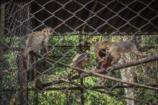 Macacos são colocados em grupos e depois são devolvidos a natureza. (Foto: Marcos Maluf)