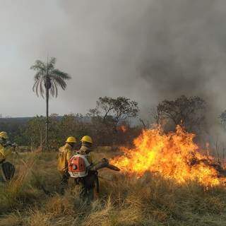 Vários mecanismos estão sendo utilizados contra as chamas, para tentar evitar uma tragédia maior. (Foto: Letícia Ávila/Fundção Neotrópica do Brasil)
