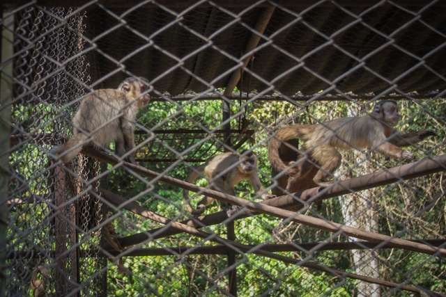 Queimadas aumentam apari&ccedil;&otilde;es de macacos, mas dar comida a eles &eacute; crime em MS