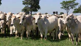 Rebanho no pasto em Mato Grosso do Sul. (Foto: Reprodução)