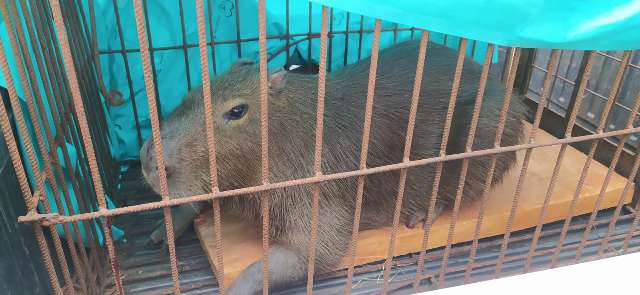 Moradores denunciam adolescentes que atacaram capivara com paulada e pedradas