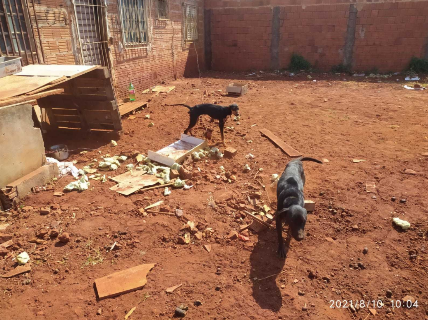 Jovem que manteve cães amarrados por quatro meses é solta após pagar R$ 300