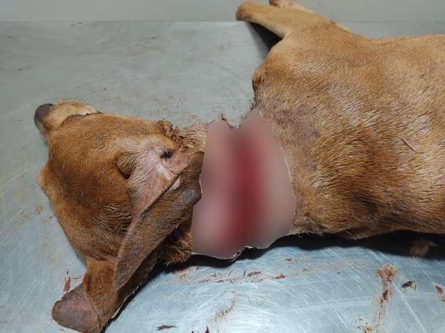 C&atilde;o cai em armadilha para capivaras e morre enforcado