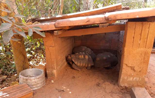 Fazendeiro &eacute; multado por manter jabutis em cativeiro