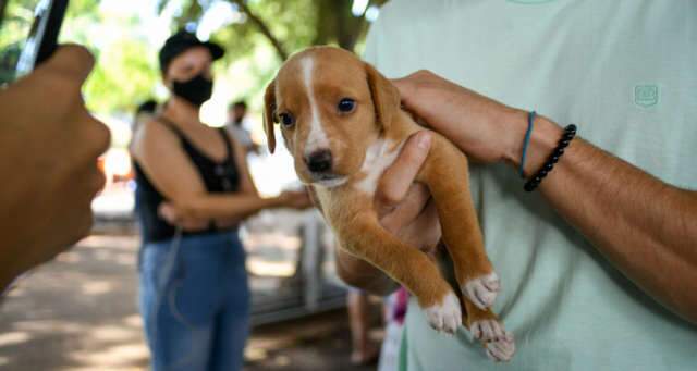 Prefeitura promove feira de ado&ccedil;&atilde;o de animais neste s&aacute;bado