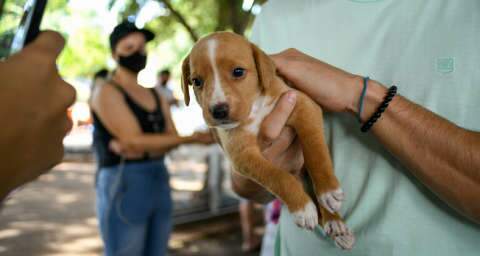 Prefeitura promove feira de adoção de animais neste sábado