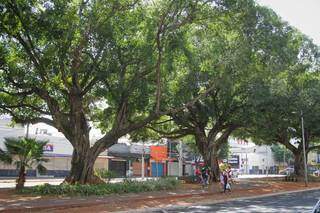 Árvores centenárias estão localizadas no canteiro central da Avenida Afonso Pena. (Foto: Marcos Maluf)