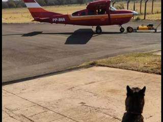 Cães farejadores foram encaminhados para a busca através de aeronave dos bombeiros. (Foto: Divulgação)