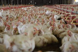 Produção de frangos em aviário de MS. (Foto: Famasul)