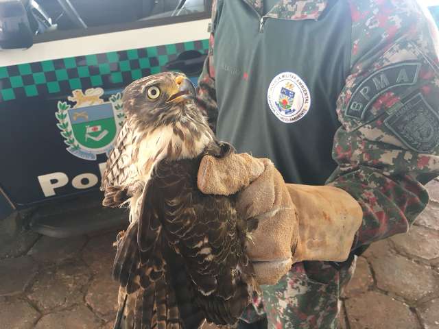 Sem conseguir voar, gavi&atilde;o cai no quintal de casa e &eacute; resgatado pela pol&iacute;cia   