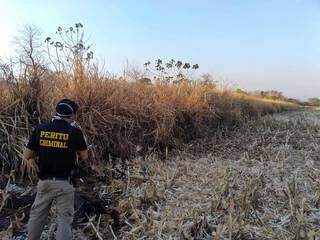 Corpo em decomposi&ccedil;&atilde;o &eacute; encontrado sem cal&ccedil;as em planta&ccedil;&atilde;o de milho