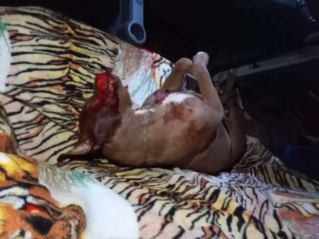 Homem atropela e mata pitbull de vizinha com 6 tiros